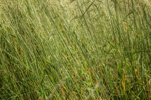 grass texture the background