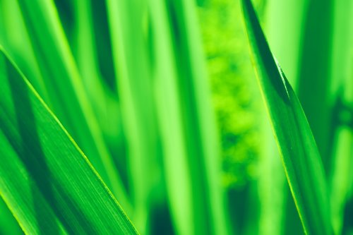 grass  green texture  macro