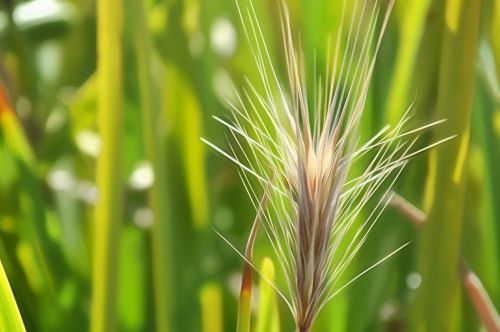 grass summer nature