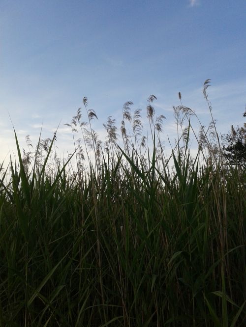 grass sky nature