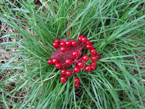 grass berries red