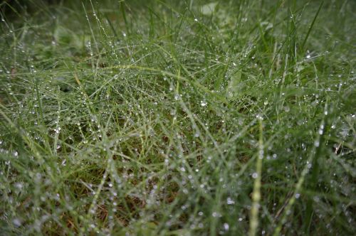 grass rain dew