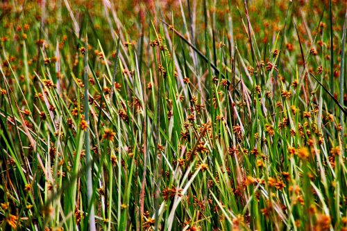 grass buds reeds
