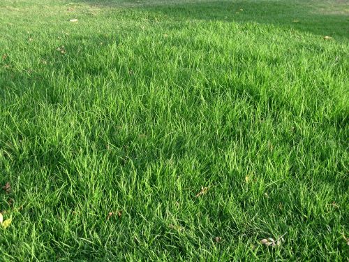 grass green texture