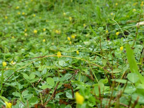 grass wild flower green