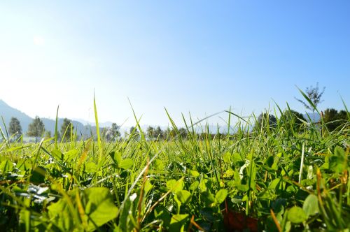 grass sky green