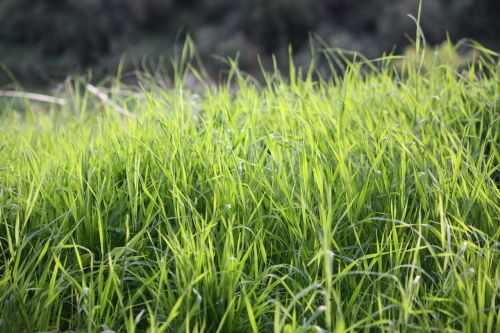 grass prato vegetation