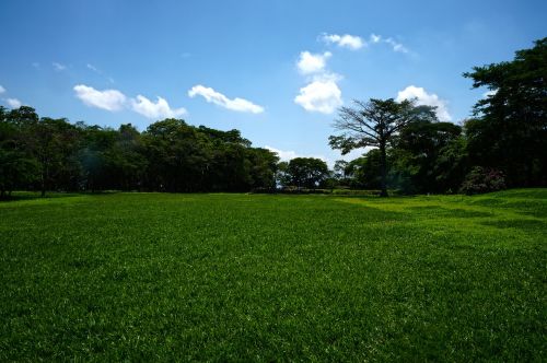 grass landscape trees