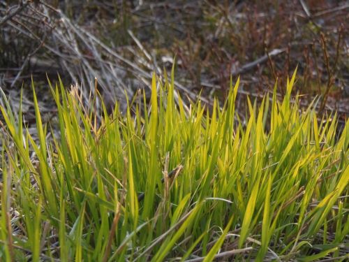 grass nature green