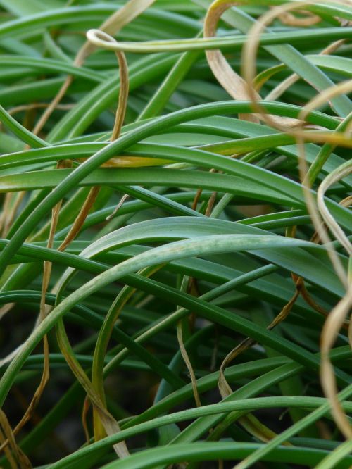 grass bamboo grassedit this page ornamental plant