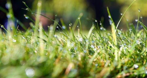 grass water plant