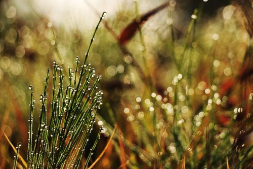 grass morning dew