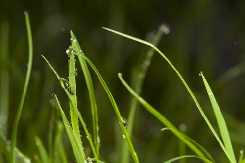 grass dew drip