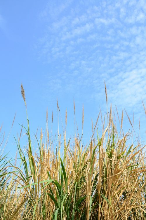 grass field yellow