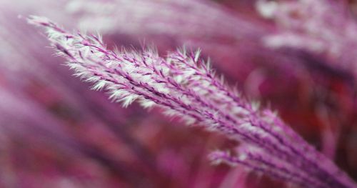 grass nature plant