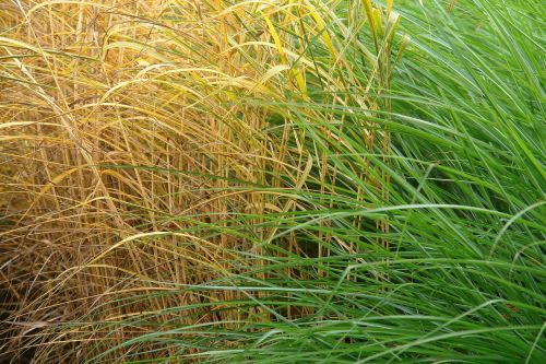 grass leaves green