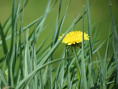 grass dandelion spring