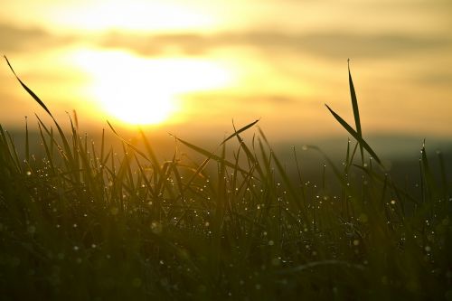 grass sunrise water tropics