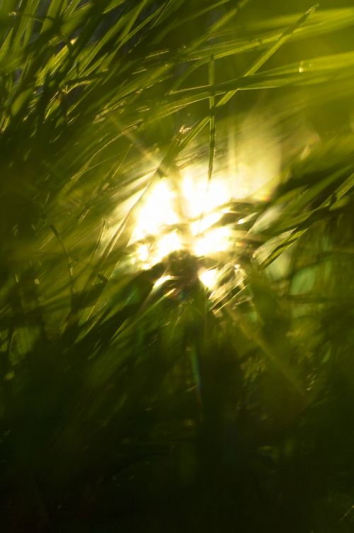 grass sun nature