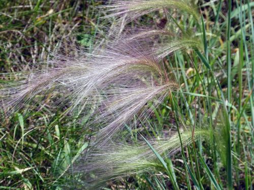 grass plants alpine