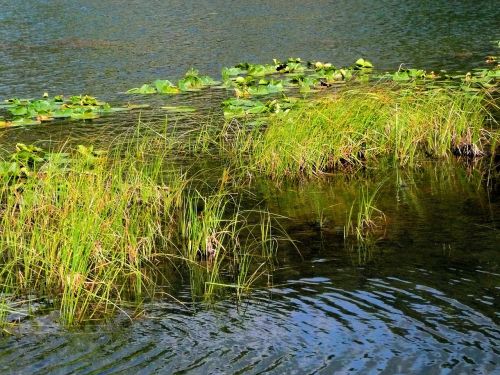 grass lily water