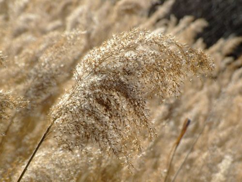 grass nature summer