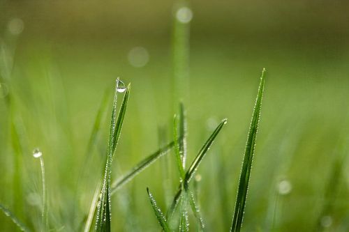 grass drops dew