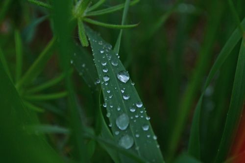 grass wet nature