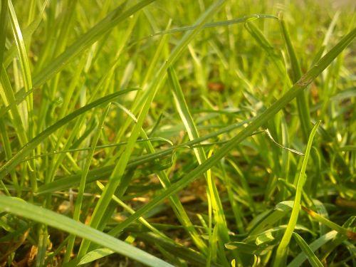 grass nature spring