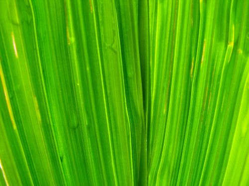 grass leaves green