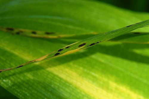 grass leaf green