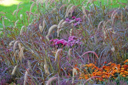 grass grasses purple