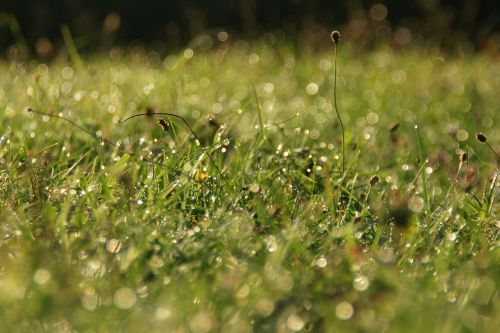 grass waterdrop morning