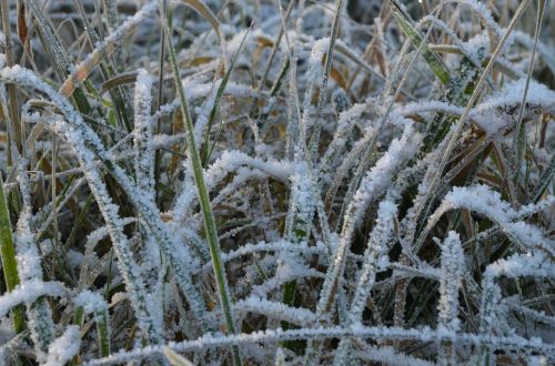 grass frost ripe