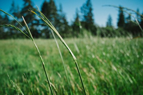 grass meadow summer