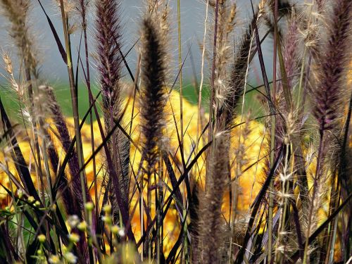 grass meadow nature