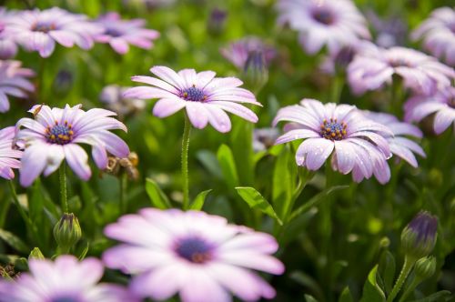 grass flower plant