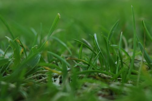 grass nature artistic photos