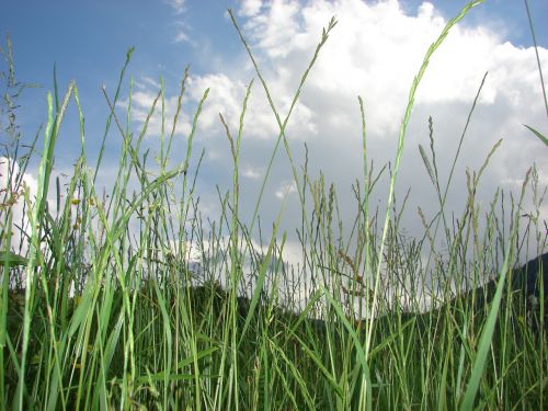grass meadow grasses