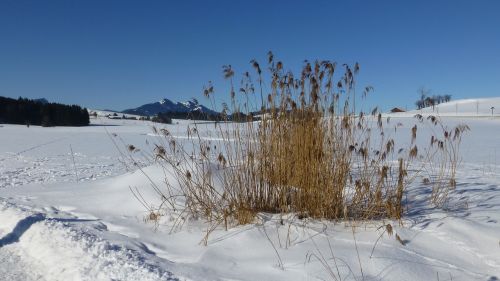 grass reed bavaria