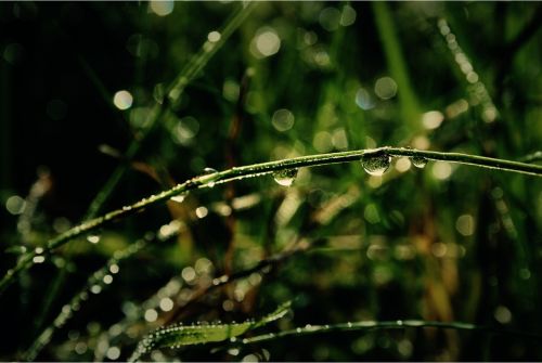grass green rain
