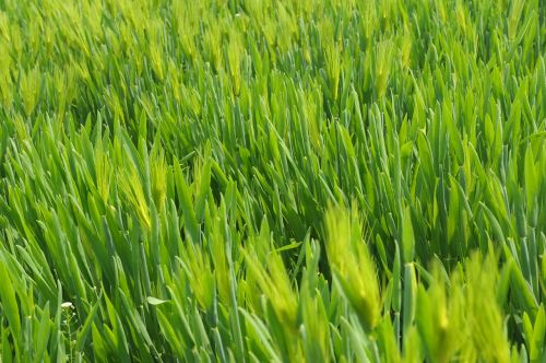 grass green wheat