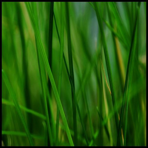 grass stone grasses