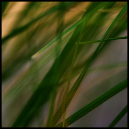 grass stone grasses