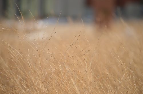 grass dry field