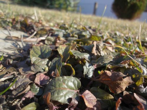 grass foliage nature