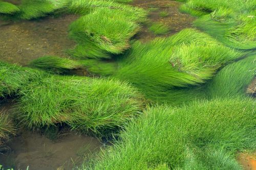 grass river green