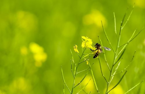grass bee nature