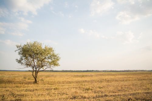 grass fields tree