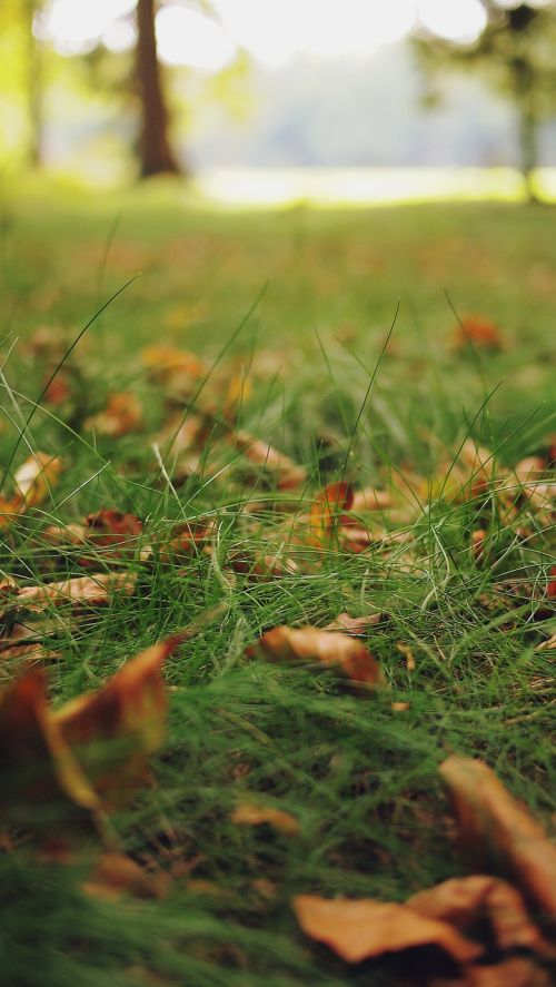 grass leaves lawn